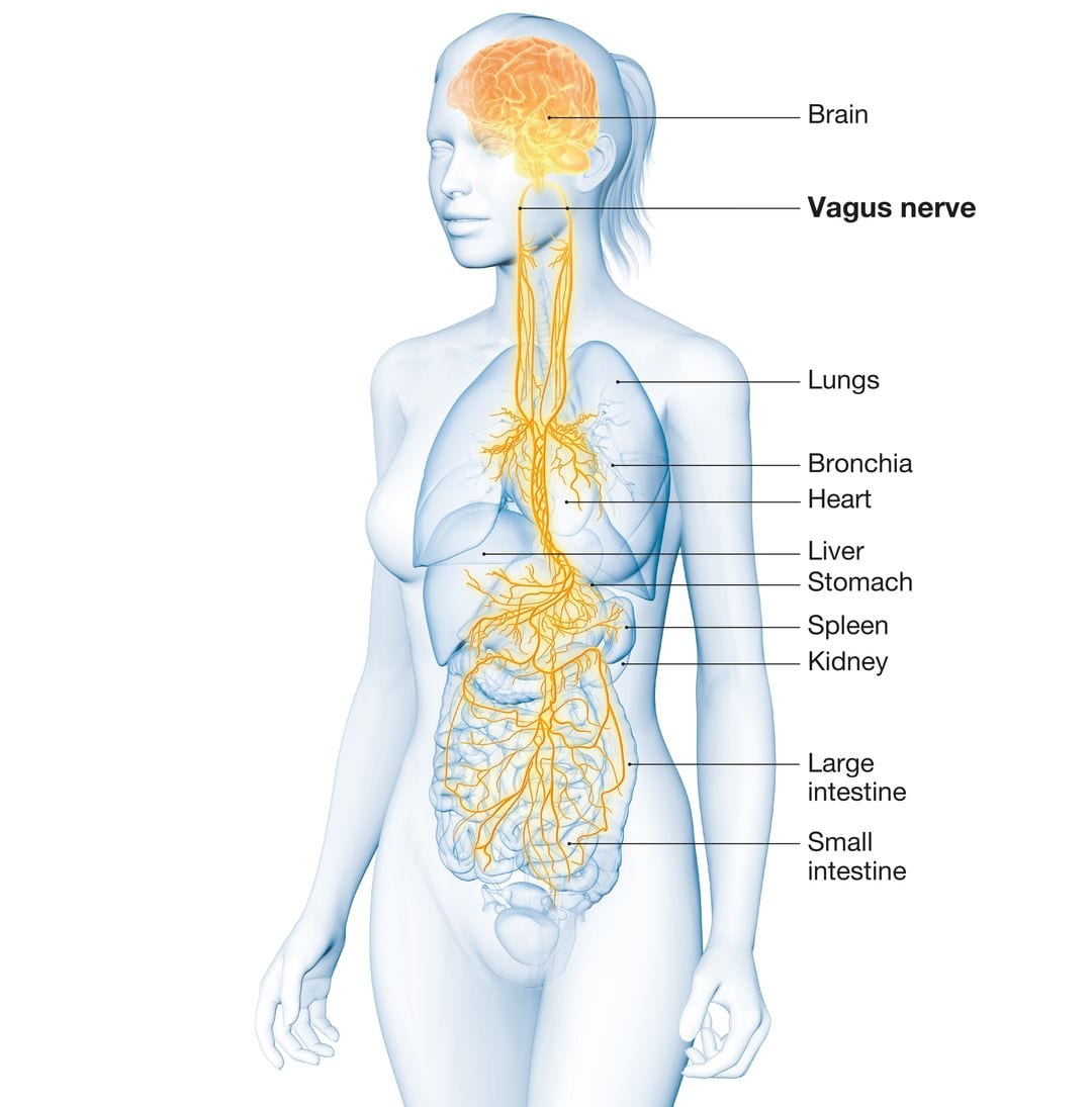 Diagram showing the mapping of the Vagus nerve through the female body.